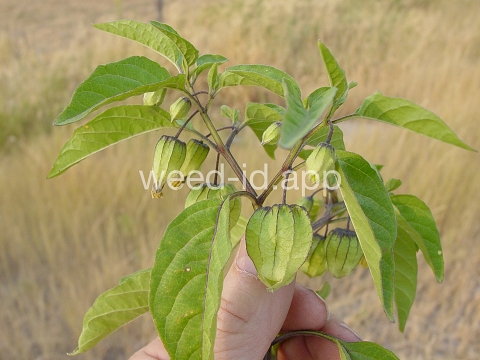 groundcherry, longleaf